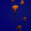 jellyfish Public domain.png